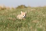 CORGI PEMBROKE 116